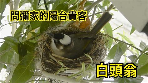 築巢 風水|【鳥築巢吉兆】迎祥納瑞：野鳥築巢，居家風水好兆。